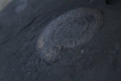 Ammonit auf Schiefernplatte